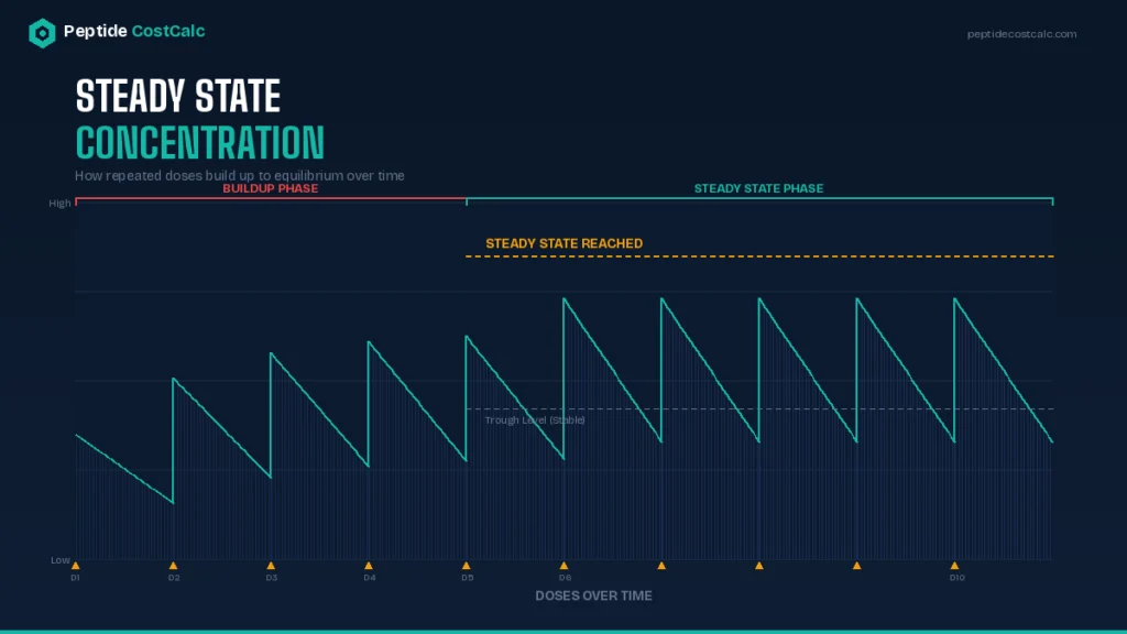 steady state concentration graph showing peptide accumulation with repeated dosing